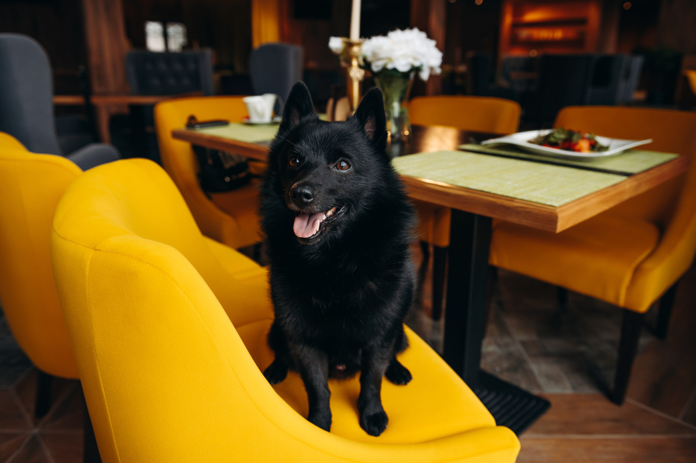 Un chien noir installé sur un fauteuil jaune dans un restaurant