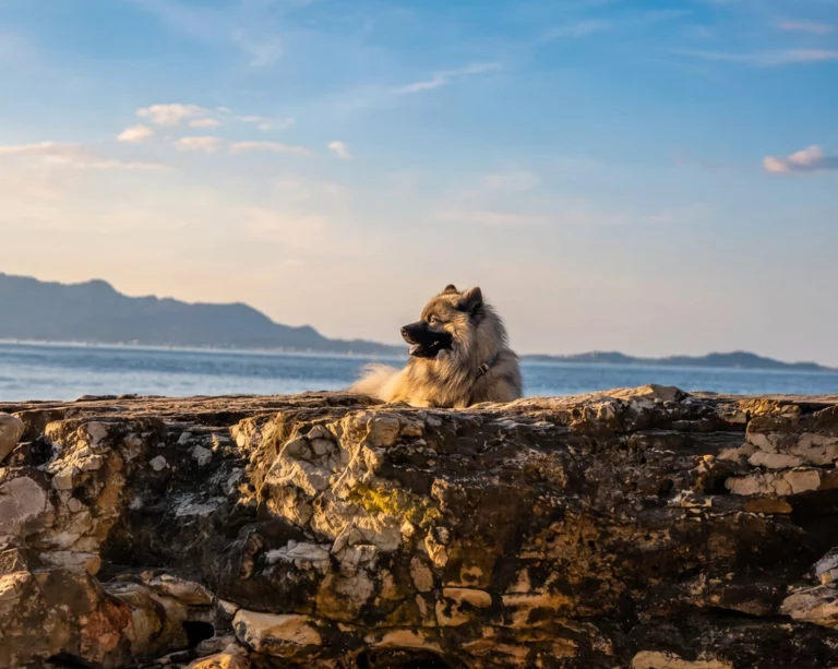 Photo de Plage des Engraviers