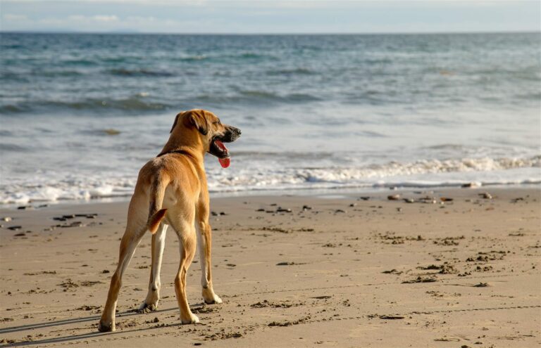 Chien sur une plage.